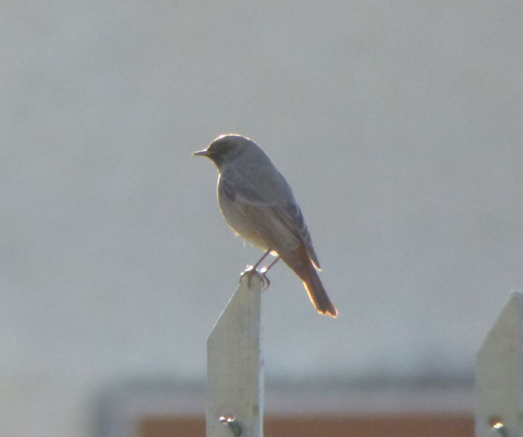 Codirosso Spazzacamino (Phoenicurus ochruros),  maschio 2cy